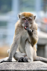 Funny looking long-tailed Macaque