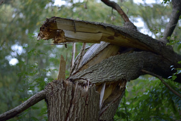 A broken tree after a storm in a forest during autumn season.