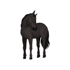 Beautiful black horse standing isolated on white background. Animal with hooves, flowing mane and long tail. Flat vector design