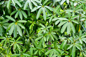 Rainforest green leaves background