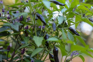 vegetable garden