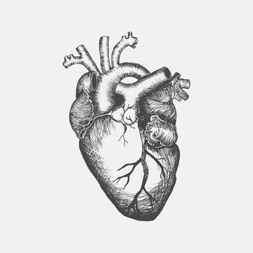 Anatomical human heart - sketch isolated on white background. Hand drawn sketch in vintage engraving style. Vector illustration.