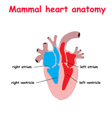 Mammal heart abatomy flat material design landing site isolated on white background vector illustration. education info graphic