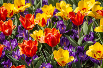 Feld mit roten und gelben Tulpen