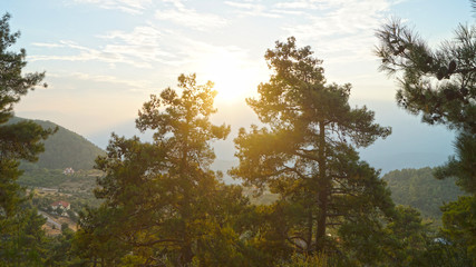 trees in sunset light