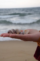Shells at the beach
