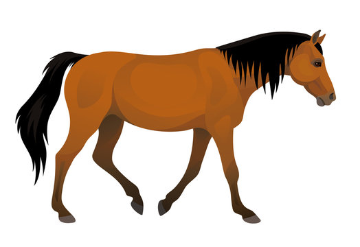 Vector side view walking beautiful purebred brown horse equisterian illustration