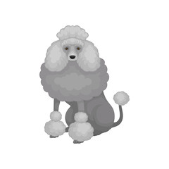 Cute poodle sitting isolated on white background. Dog with gray fluffy hair and shiny eyes. Flat vector illustration