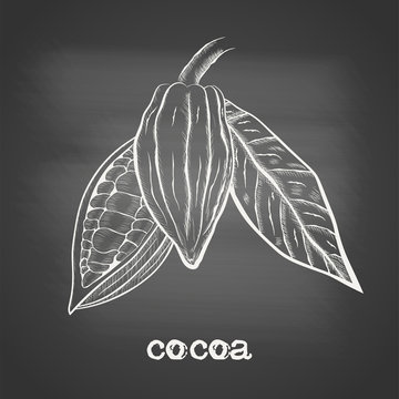 Whole fruit chocolate tree and in a cut with cocoa beans and leaf - Theobroma cacao - chalk drawing on the blackboard. Hand drawn sketch in vintage engraving style. Botanical vector illustration.