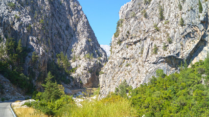 forest mountain landscape