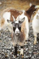 Obraz premium goat on a farm