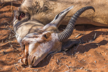Head of a dead springbok ( Antidorcas Marsupialis), Kalahari Desert, Namibia.