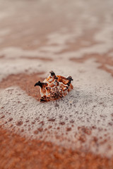 Seashell in the water on sanny surface. Abstract image of Seashell for summer holiday travel