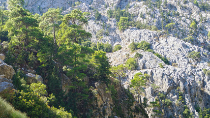 forest mountain landscape