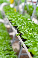 Organic vertical farming