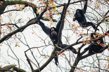 Siamangs playing high in the trees of the zoo