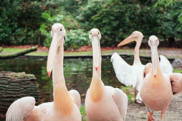 Group of pelicans on the edge of  a puddle in the Zoo