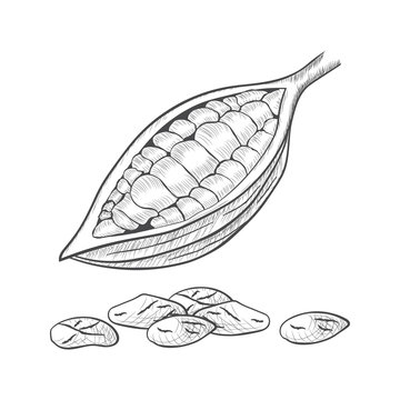 Fruit of chocolate tree in a cut with cocoa beans - Theobroma cacao - isolated on white background. Hand drawn sketch in vintage engraving style. Botanical vector illustration.