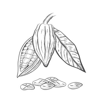 Whole fruit chocolate tree and in a cut with cocoa beans and leaf - Theobroma cacao - isolated on white background. Hand drawn sketch in vintage engraving style. Botanical vector illustration.
