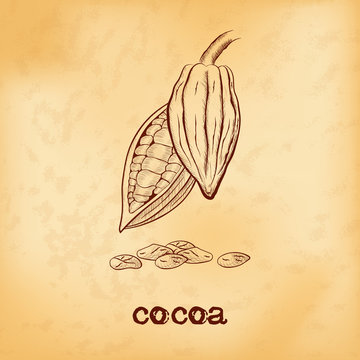 Whole fruit chocolate tree and in a cut with cocoa beans - Theobroma cacao - on aged yellowed background. Hand drawn sketch in vintage engraving style. Botanical vector illustration.