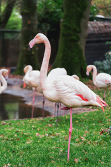 Group of flamingos on the edge of  a puddle in the Zoo