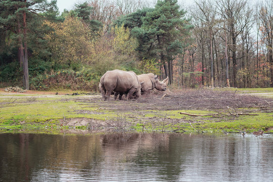 Rhinos family on the edge of puddle in the Zoo