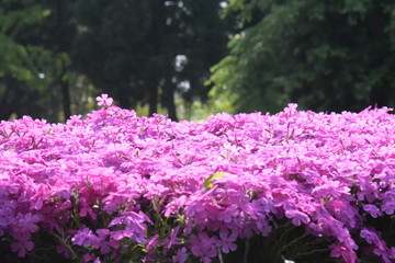 Obraz premium 芝桜