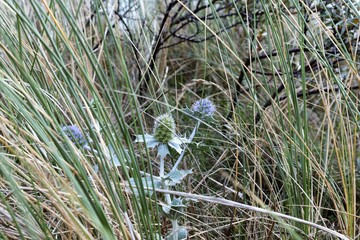 Stranddistel, Nordsee, Dünen