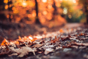 Herbstwald