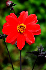 Flowering red Dahlia summer flower