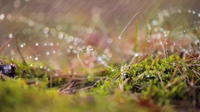 Abstract Blurred background of summer rain in Sunny forest close-up. Nature background.