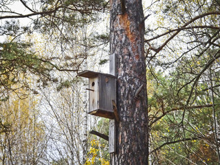 Wooden birdhouse on a pine in a park for birds