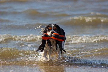 cavalier king charles spaniel, tricolour, Strand, Wasser, Meer, Nordsee, Spielzeug 1