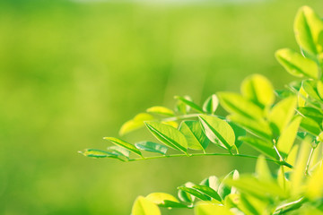 Tree Leaves bokeh for nature background and save green concept,abstract,soft and blur focus