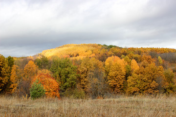 Fototapeta premium Autumn forest in the afternoon