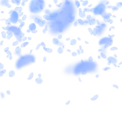 Dark blue flower petals falling down. Unique romantic flowers falling rain. Flying petal on white sq