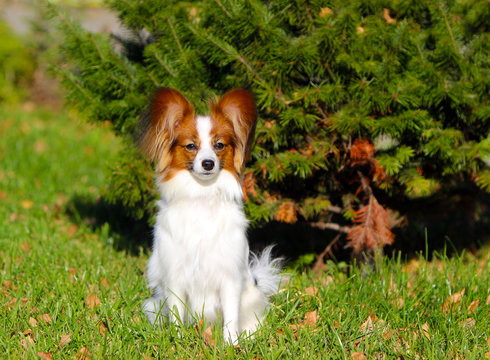 Papillon posing in the autumn on the background of spruce. Beautiful dog sitting in green grass with yellow leaves. Cute white puppy with a red head on the street. Horizontal image.