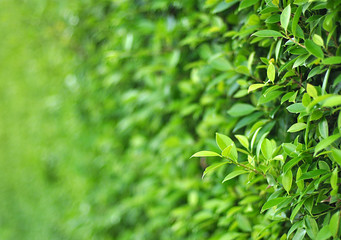 Green nature with blurry background focus leaves in front.