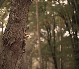 tree fungus during autumn season with natural background