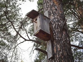 Wooden birdhouse on a pine in a park for birds