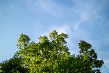 Green foliage background cloudy sky