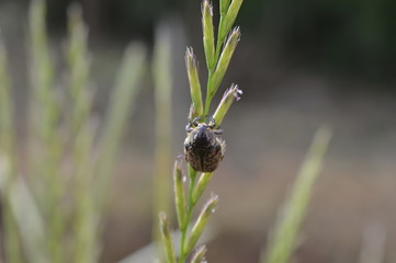 Insect black hairy coleoptera on lolium panicle