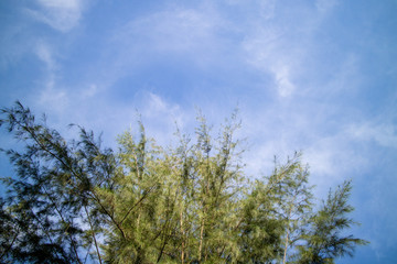 Obraz na płótnie Canvas Green foliage background cloudy sky