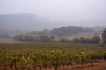 Vigne in autunno