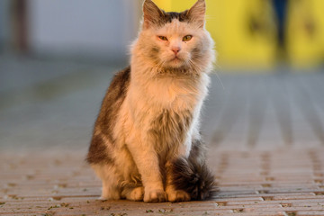 Light homeless cat close-up.