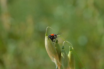 Small red-headed black coleoptera insect on oat panicle