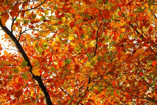 A close-up image of colourful Autumn leaves.