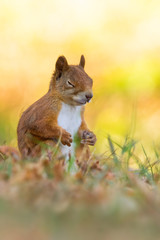 Red Squirrel - Sciurus vulgaris