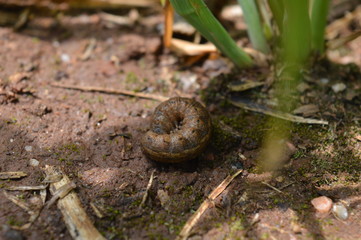 caterpillar thread on the ground in a wheat field