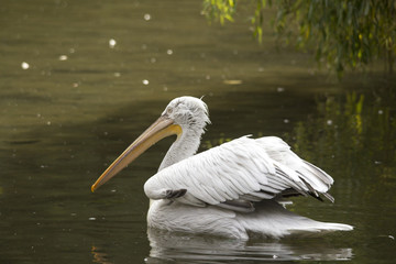 A pink pelican floats on the water